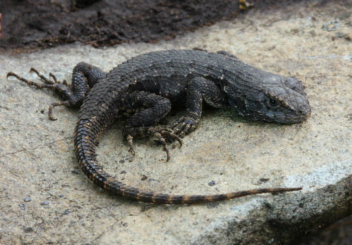 Fence Lizard